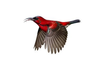 Striking red bird in flight showcasing vibrant plumage against a black background