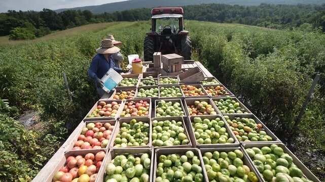 Farm workers carefully collect ripe tomatoes, filling crates with handpicked fruit under sunny skies in a lush green field during the summer harvest season.