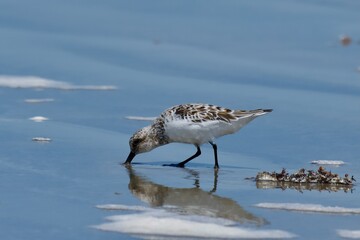 Piping Plover