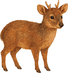 Vector realistic watercolor illustration of a pudu