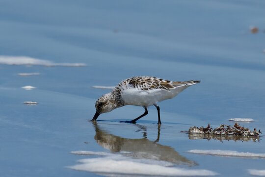 Piping Plover
