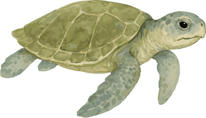 Vector watercolor illustration of a kemp’s Ridley  sea turtle