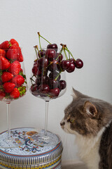 two glasses with cherries and strawberries and cat