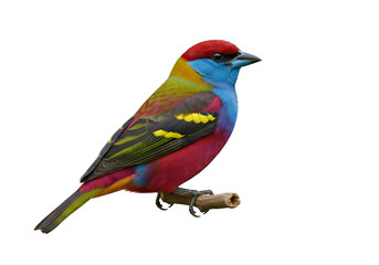 Fototapeta premium Vivid multicolored bird perched on a small branch against a black background showcasing striking