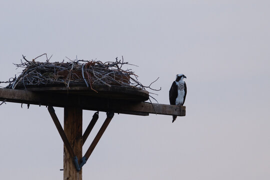 Osprey nest