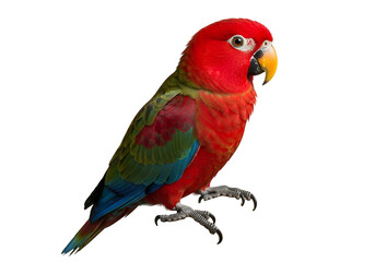 Obraz premium Vivid red and multicolored parrot perched against a black background showcasing vibrant feathers