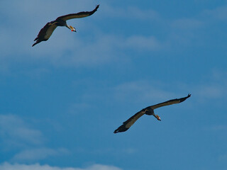 Grey Crowned Cranes in Flight Against Blue Sky