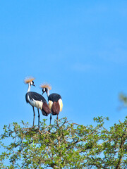 Two Grey Crowned Cranes Perched on Tree