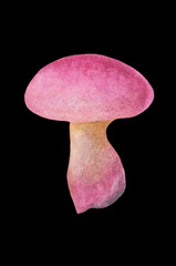 pink mushroom isolated on black background