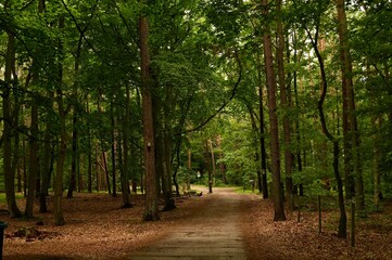 Walkway in the green forest in spring time. Natural background.