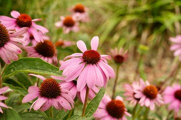 Echinacea purpurea (Echinacea purpurea)