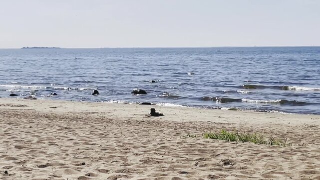 4K Video Motion: Small Dog Joyfully Playing on Ocean Shore &ndash; Running and Relaxing on Sand