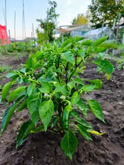 Chili in an organic garden, Green chilli plant. Summer harvest. Collect fruits from the backyard garden. Harvest small pepper. Young healthy green sweet peppers on a plant in a greenhouse in summer. G
