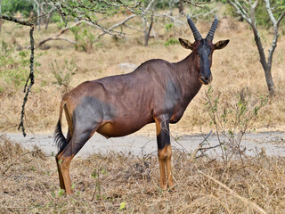 Antelope standing alert in savanna grassland