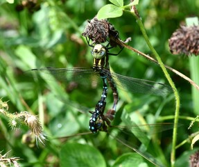 dragonfly on a branch