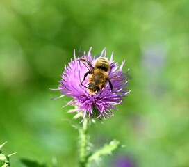 bee on a flower