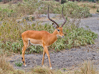 Antelope standing in savanna