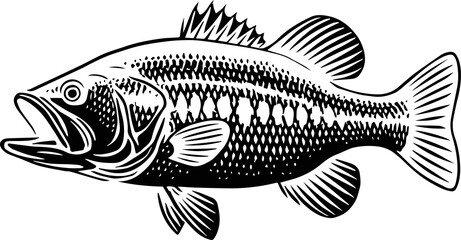 Detailed line drawing of a largemouth bass, perfect for fishing enthusiasts, educational resources, or creating stylish nautical designs with a sleek and modern aesthetic