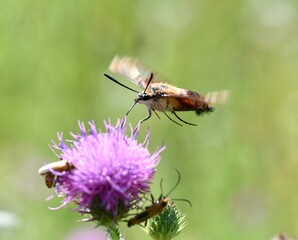 Hummingbird clearwing moth in flight