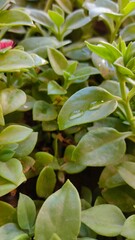 green leaves in water