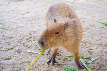 Capybara is eating grass in the enclosure at zoo