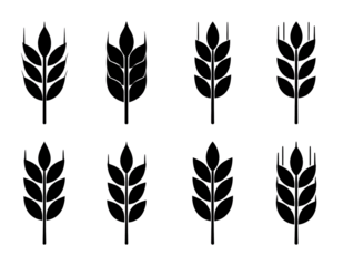 Wheat spike, grain icon set. Vector Illustration. 