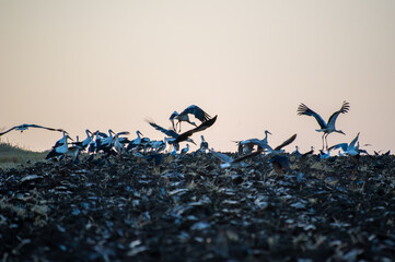 A flock of storks gathers and takes flight over a dark field beneath a softly shaded sky.