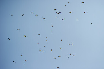 A flock of storks glides gracefully through a clear blue sky with wings fully extended.