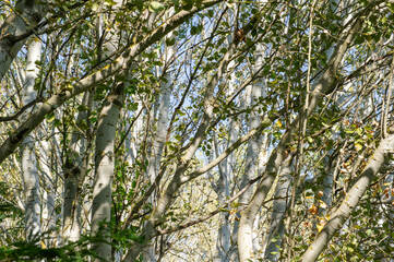 branches of a tree with leaves