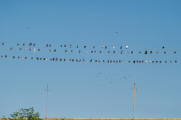 Obraz premium Dozens of pigeon birds perch in neat rows on parallel power lines beneath a clear blue sky, with a few in flight nearby.