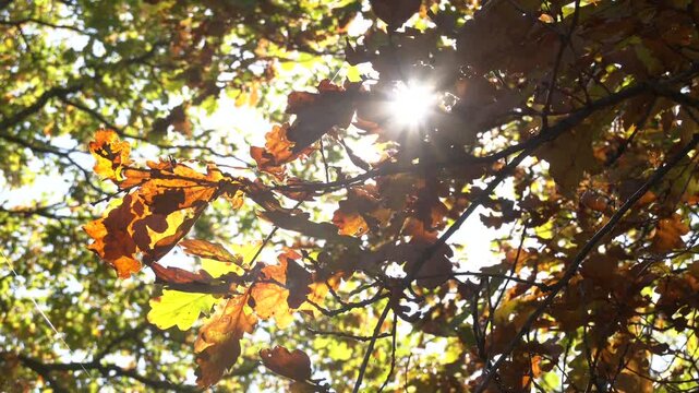 Autumn landscape. Autumn oak leafes, very shallow focus. Autumn oak leaves in sunrise light
