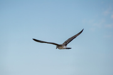 A seagull soars gracefully through a clear sky with faint clouds in the background.