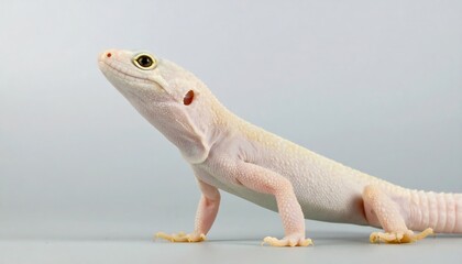 Albino lizard profile