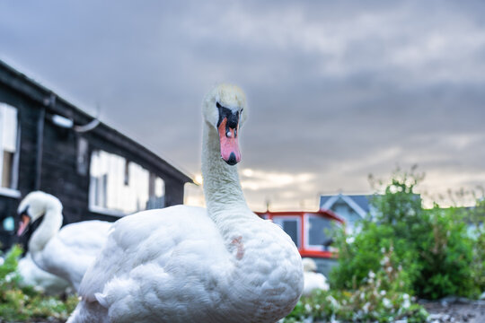 Large white mute swans