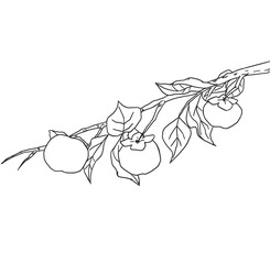 Persimmon tree line art