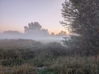 Golden morning fog embraces wildflowers at sunrise in harmony.