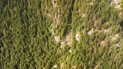 Majestic Mountain Valley with Lush Forests and Rugged Peaks Under a Cloudy Sky