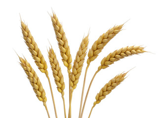 Six Golden Wheat Stalks Isolated on White Background for Harvest and Agriculture Concepts