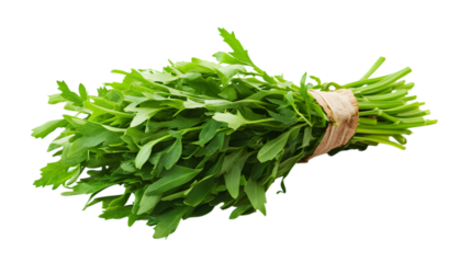 Fresh bunch of vibrant green arugula salad leaves tied with natural twine, perfect for healthy cooking isolated on white background