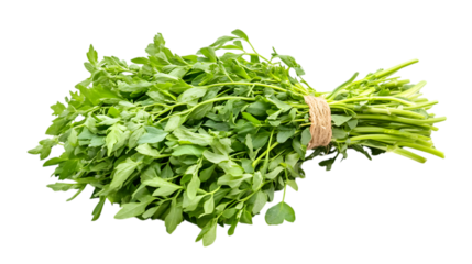 Fresh green fenugreek leaves bound with twine, a vibrant natural ingredient for healthy cooking isolated on white background