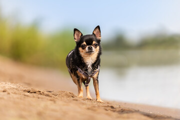 Wakacyjny portret pieska rasy chihuahua