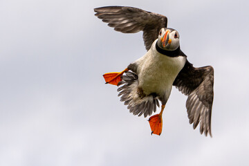 Puffin in flight coming into land