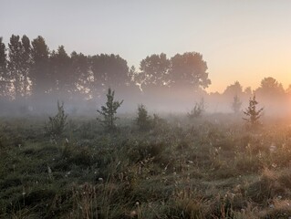 Golden morning fog embraces wildflowers at sunrise in harmony.