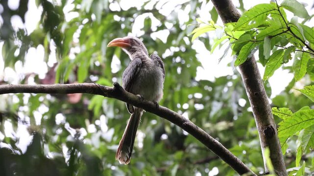 Video of the Most Beautiful Malabar grey hornbill having fruits with beautiful background at Coorg, Karnataka, India	
