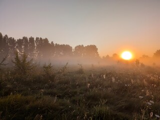 Golden morning fog embraces wildflowers at sunrise in harmony.