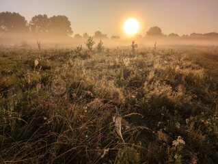 Golden morning fog embraces wildflowers at sunrise in harmony.