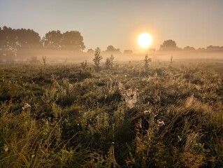 Golden morning fog embraces wildflowers at sunrise in harmony.
