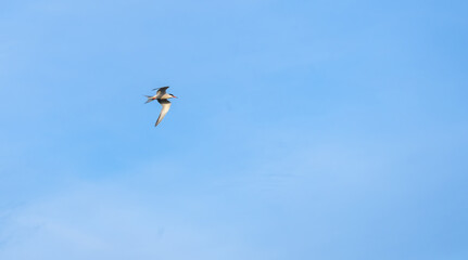 Common tern - Sterna Hirundo - in flight. Common tern in flight isolated on blue sky background