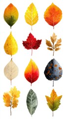 Fototapeta premium Colorful autumn leaves showcasing vibrant hues of yellow, red, and orange on a white background in a creative arrangement