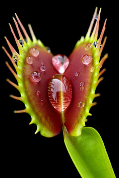 Close up a venus flytrap with water drops isolated on black background